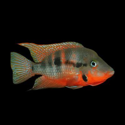 20 x Firemouth Cichlid 4cm