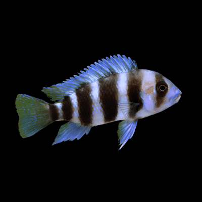 10 x Frontosa Cichlid 5cm