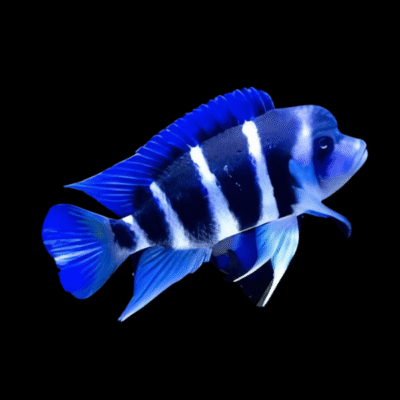 10 x Blue Zaire Moba Frontosa 4cm
