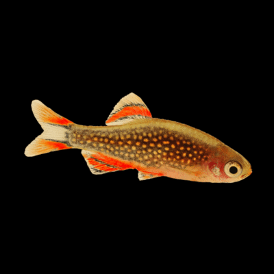 30 x Galaxy Rasbora 1-1,5cm