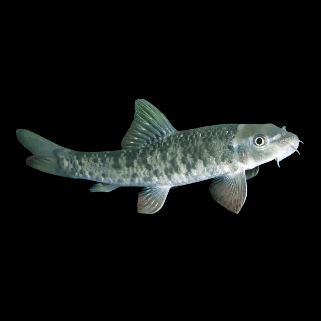 40 x Garra Rufa 4cm