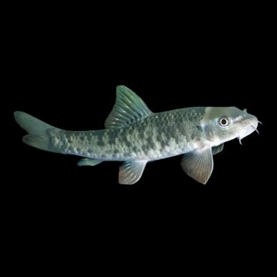 25 x Garra Rufa 4cm