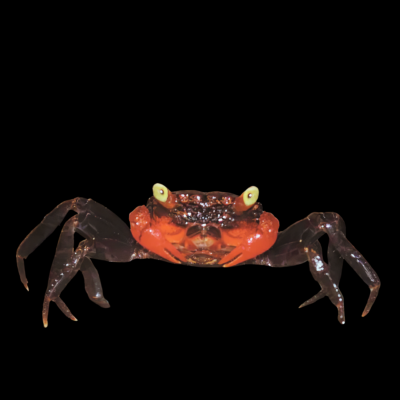 5 x Red Claw Vampire Crab 4cm