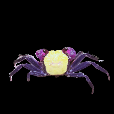 5 x Yellow Vampire Crab 4cm