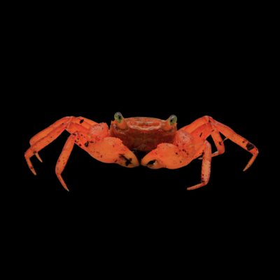 5 x Orange Vampire Crab 4cm