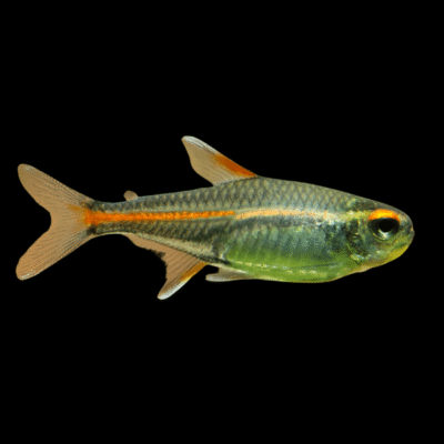 30 x Glowlight Tetra 2,5-3cm