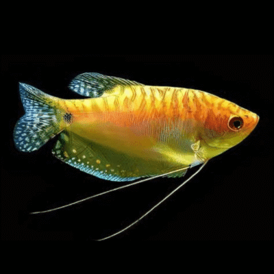 21 x Golden Gourami 3-4cm