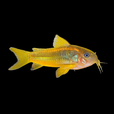 6 x Gold Laser Corydoras 4cm