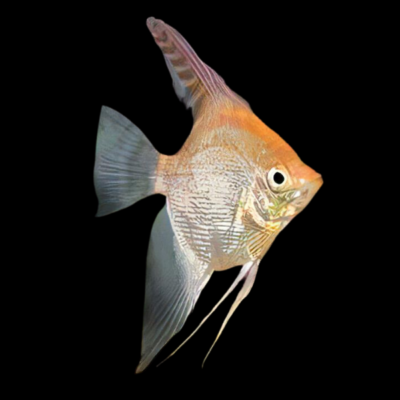 20 x Golden Angelfish 4cm