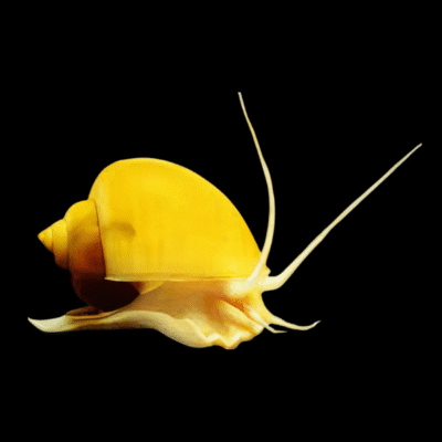 40 x Apple Snail 2-2,5cm