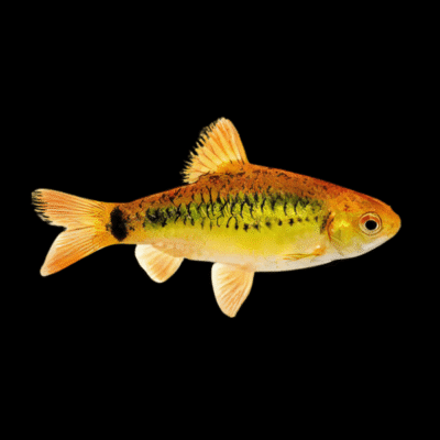 30 x Golden Barb 3,5-4cm