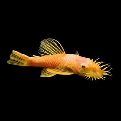 10 x Marigold Bristlenose 5cm