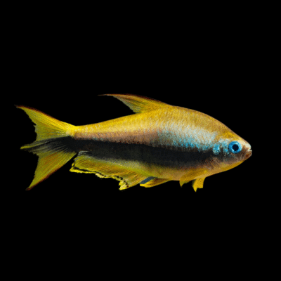 30 x Gold Emperor Tetra 2,5-3cm