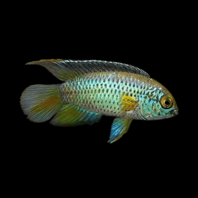 10 x Golden Eyed Dwarf Acara Cichlid 4cm