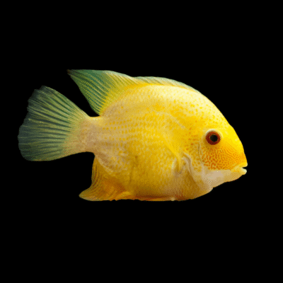 10 x Golden Severum 3cm