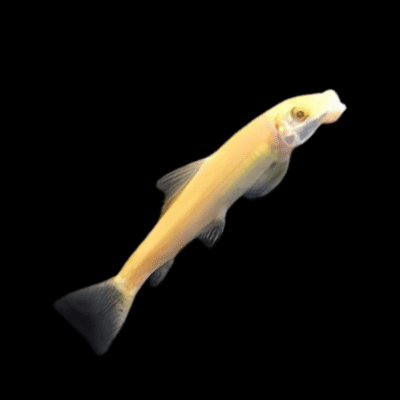 15 x Golden Sucking Loach Chinese Algae Eater 4cm