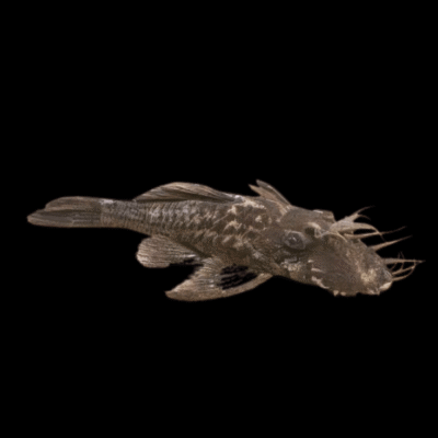 10 x Green Dragon Bristlenose 3cm