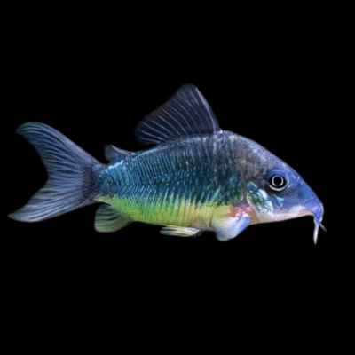 20 x Green Emerald Corydoras 4cm