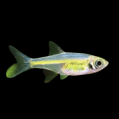 50 x Green Kubotai Rasbora 2cm
