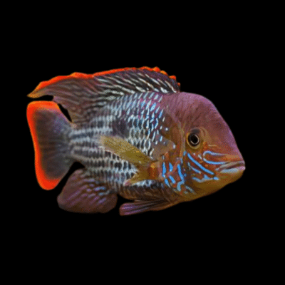 15 x Green Terror Cichlid 4cm