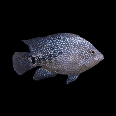 10 x Green Texas Cichlid 4cm