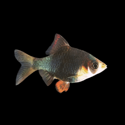 30 x Green Tiger Barb 2,5-3cm
