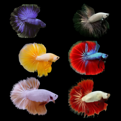 6 x Assorted Dragon Half Moon Male Betta XL