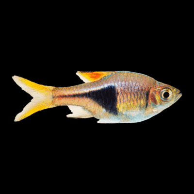 50 x Harlequin Rasbora 2,5-3cm
