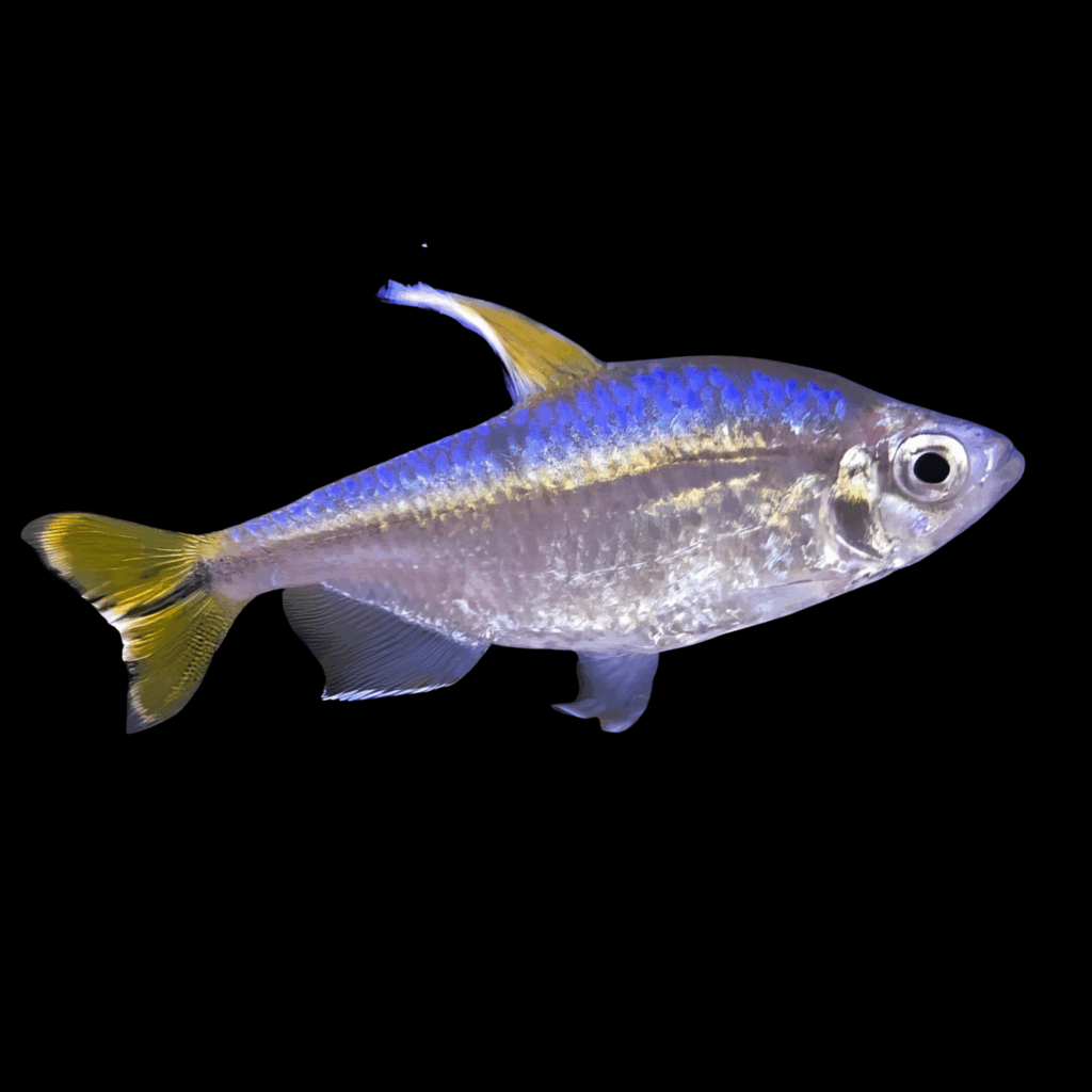 10 x Yellow Congo Tetra 4cm
