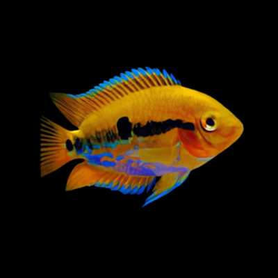 20 x Rainbow Cichlid 4cm