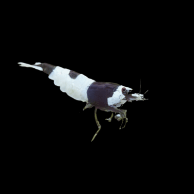 30 x Crystal Black Shrimp Caridina 1.5cm