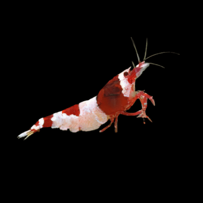 30 x Crystal Red Shrimp Caridina 1.5cm