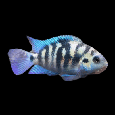 20 x Honduras Red Point Cichlid 4cm