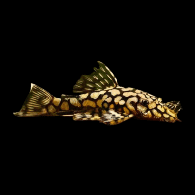 6 x Honeycomb Bristlenose 3cm