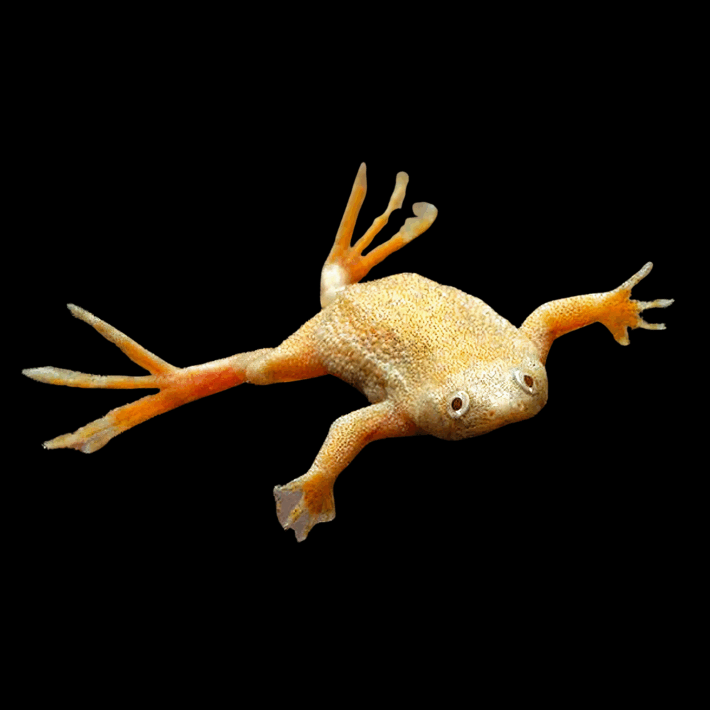 30 x Gold African Dwarf Frog 2cm