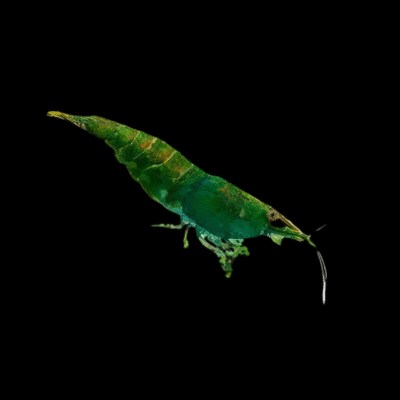 30 x Jade Green Shrimp Neocaridina 1.5cm