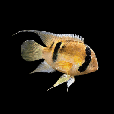10 x Keyhole Cichlid 5cm