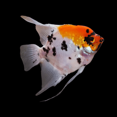 20 x Koi Angelfish 4cm