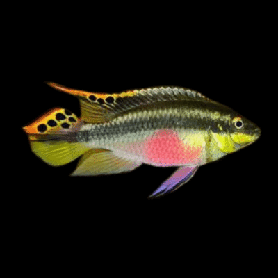 15 x Kribensis Cichlid 4-5cm