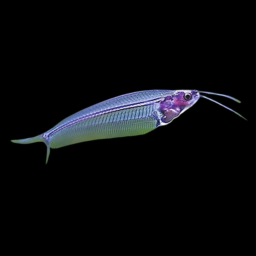 20 x Glass Catfish 5cm
