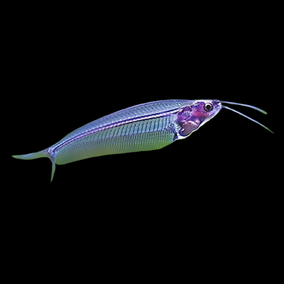 20 x Glass Catfish 5cm