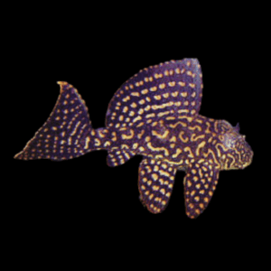 10 x L1 Gold Dotted Pleco 5cm