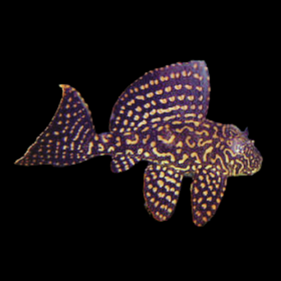 10 x L1 Gold Dotted Pleco 5cm