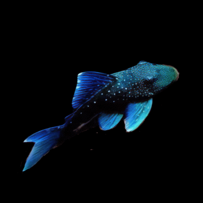 10 x L128 Blue Phantom Pleco 4cm