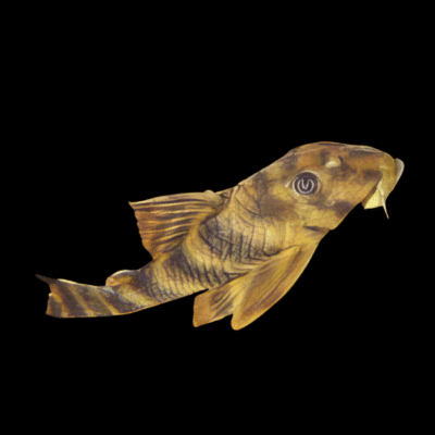 10 x L15 Candy Stripe Pleco 4cm