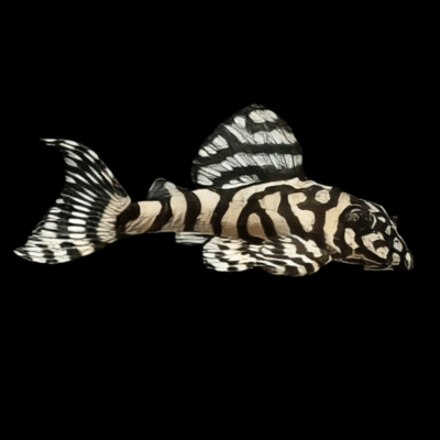 10 x L236 Super White Pleco 3.5cm