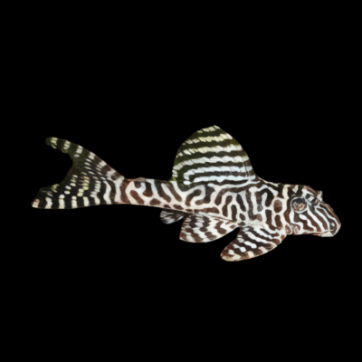 10 x L236 Irini Pleco 5cm