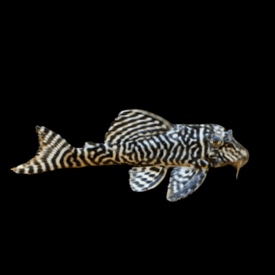 10 x L333 King Tiger Pleco 3.5cm