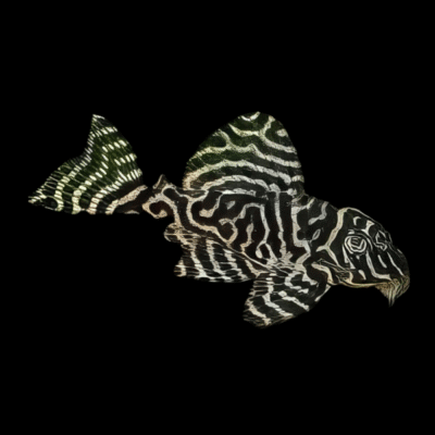 10 x L66 King Tiger Pleco 5cm