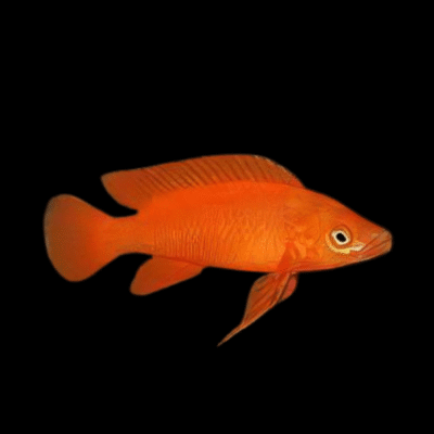 10 x Lamprologus Leleupi Cichlid 4cm
